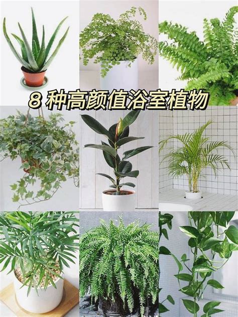 廁所耐陰植物|耐陰又好養的九種大型室內植栽推薦，沒有陽光也能享。